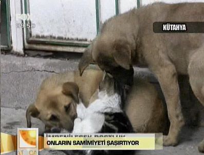 TEMA VAKFı - Kedi köpek kardeşliği