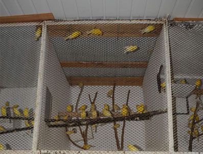 DUSSELDORF - Uluslararası Hakem Kanarya Kaçakçılığından Yakalandı