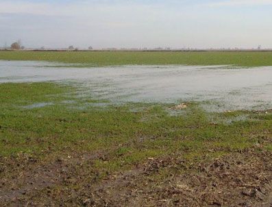Yağmurlar 77 Bin Dönüm Ekili Buğdayı Çürüttü