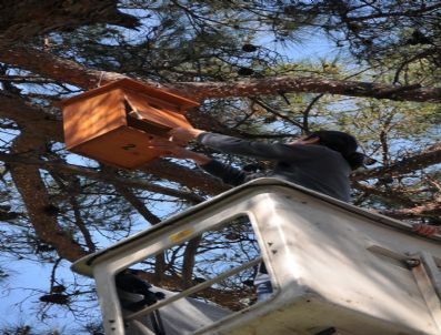 CANDEĞER YıLMAZ - Yeşil Papağanlar İzmirli Oldu