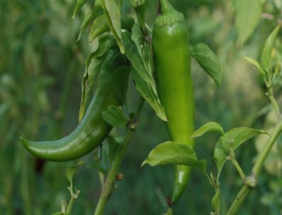 ALİ UZUNIRMAK - İyi Tarım Uygulamalarına Dekar Başı 20 Tl Destek Verilecek