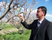 Mut'ta Kayısıyı Don Vurdu