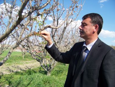 TARSIM - Mut'ta Kayısıyı Don Vurdu