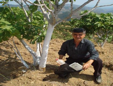 Tarla Faresiyle Mücadele Başladı