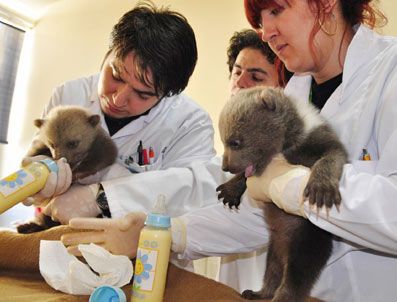GABAR - Üniversiteli Keçilerin Sütü Tükendi, 4 Yavru Ayı Sporsor Bekliyor