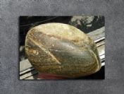 Yılan fosilinde dinozor yumurtası bulundu