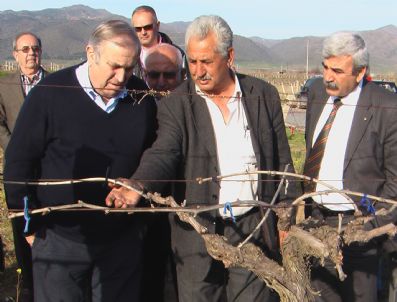 ŞAHIN MENGÜ - Alaşehir'de Üzüm Bağları Dondan Zarar Gördü