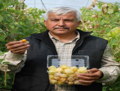 KLEOPATRA - Yer Kirazının Kilosu 170 Tl