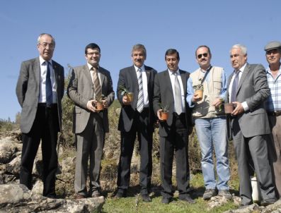 BENCIK - 40 Adet Peygamber Çiçeği Dikildi