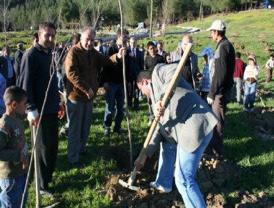 Baykan'da 500 Bin Fidan Dikilecek