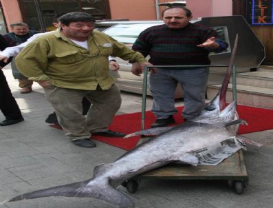 Dev Kılıç Balığı Görenleri Şaşkına Çevirdi