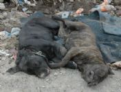 Pıtbull Cinsi 2 Köpek Öldürülerek Çöplüğe Atıldı