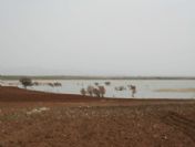 Gölü Tarla Yaptılar