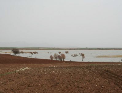 Gölü Tarla Yaptılar
