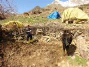 Çukurca'da 750 Hayvana Şap Aşısı Yapıldı