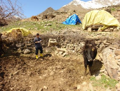 Çukurca'da 750 Hayvana Şap Aşısı Yapıldı