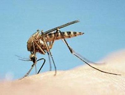 Sivrisinekler uçan aşıya çevirildi