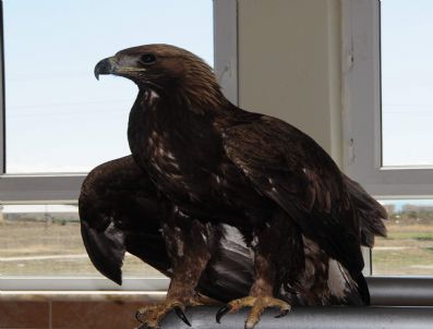 ÇEVRE VE ORMAN İL MÜDÜRLÜĞÜ - Yaralı Şahin İle Kaya Kartalı Tedavi Altına Alındı