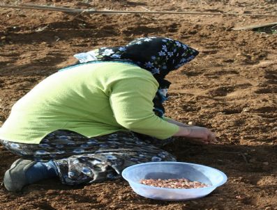 BAYAVŞAR - Arazilerde Ekim Telaşı Başladı