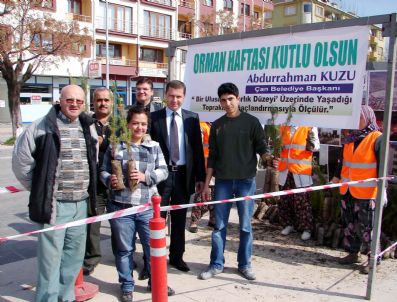 Belediye Ücretsiz Fıstık Çamı Fidanı Dağıttı