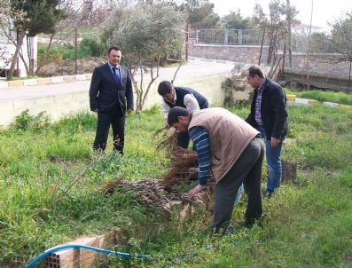 Bozcaada İlçe Tarım Müdürlüğü 20 Bin Aşılı Asma Fidanı Dağıttı