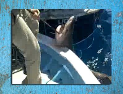 Fethiye'de köpek balığı yakalandı