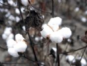 Pamukta Yol Haritası Adana'da Çiziliyor