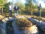 Tırtıllara Karşı Biyolojik Mücadele