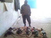 'Canan' Bir Batında 5 Buzağı Doğurdu