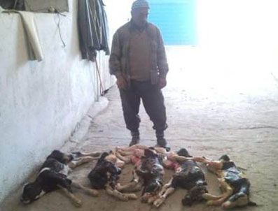 'Canan' Bir Batında 5 Buzağı Doğurdu