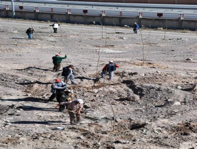 GESI - Melikgazi Belediyesi'nden 3 Bin Fidan