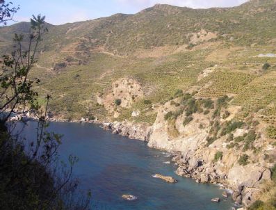 Muz Üretiminden 50 Milyon Tl Gelir Elde Edildi