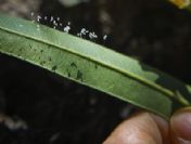 Üç bin yılda bir defa açan çiçek