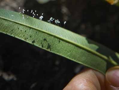 Üç bin yılda bir defa açan çiçek