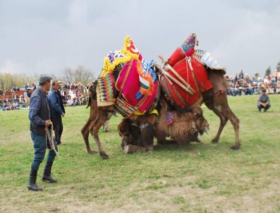 AYDıN HAVASı - Ege'de Develer Sezonun Son Güreşini Yaptı