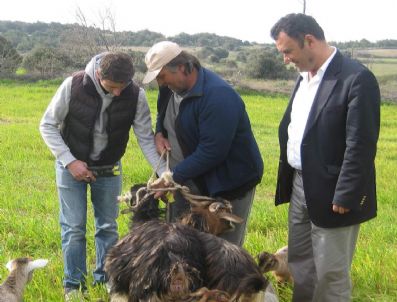 Bozcaada'da 357 Küçükbaş Hayvana Kulak Küpesi Takıldı