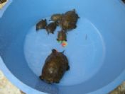 Kuşadası'nda 6 Çizgili Su Kaplumbağası Çevreciler Tarafından Kurtarıldı