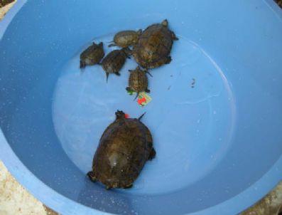 SPERM - Kuşadası'nda 6 Çizgili Su Kaplumbağası Çevreciler Tarafından Kurtarıldı