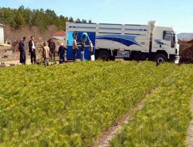 ÇEVRE VE ORMAN BAKANLıĞı - Süne Ve Kımıl İle Mücadele İçin Fidan Dağıtıldı