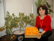 Çekirdeksiz Kamkat Endüstriye Kazandırılacak