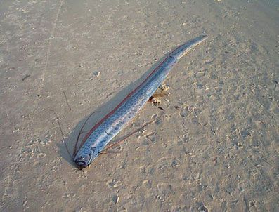 HAITI - Bu balık depremin habercisi mi