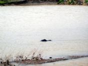 Kepsut Deresinde Ceset Bulundu