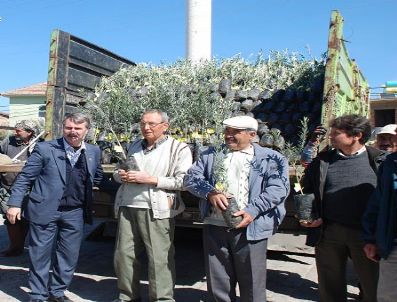 Akbükte Ücretsiz Zeytin Fidanı Dağıtımı