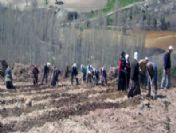 Gediz Orman İşletme Müdürlüğü 296 Bin Ağaç Fidanı Dikti