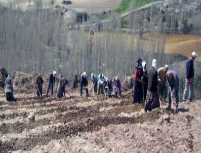 YUNUSLAR - Gediz Orman İşletme Müdürlüğü 296 Bin Ağaç Fidanı Dikti