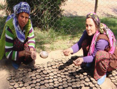 Alaşehir'de 550 Hektar Alan Ağaçlandırıldı