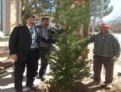 Dereköy Belediyesi'nden Ağaçlandırma Atağı