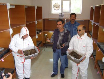 Çamkese Böceği İle Biyolojik Mücadele