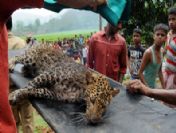 Indıa Leopard Rescue