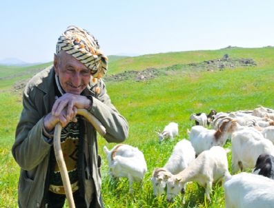 MORDOĞAN - Koyun Keçi Sütü Soğuk Zincirde